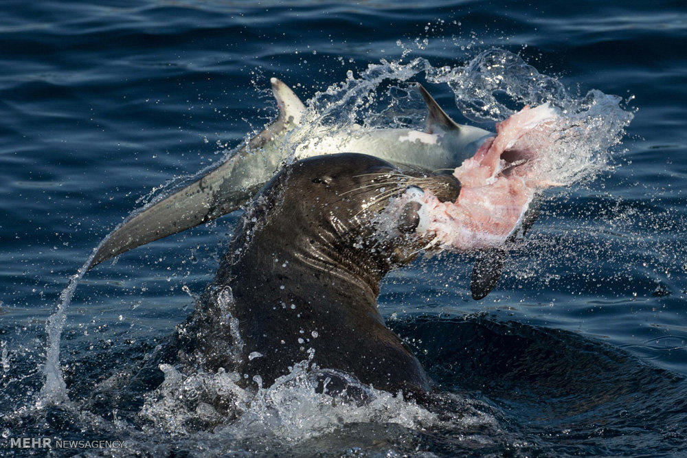 شکار کوسه توسط شیر دریایی‎! (عکس)