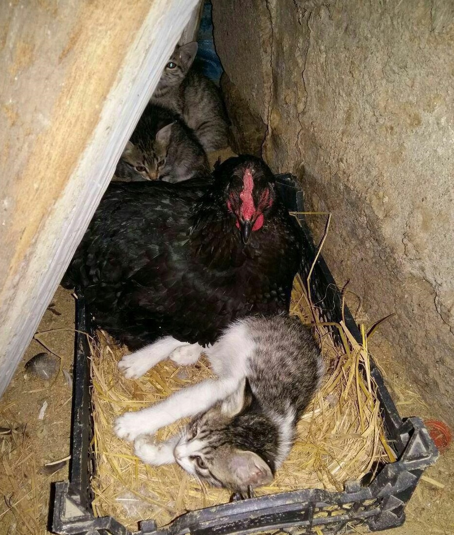 مراقبت مرغ مادر از بچه گربه های کوچک (عکس)