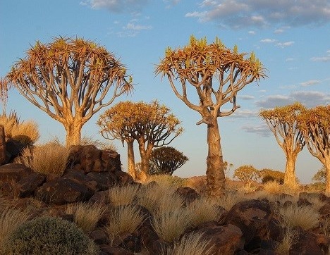 جنگل درختان تیردان در نامیبیا (+عكس)