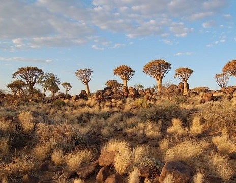 جنگل درختان تیردان در نامیبیا (+عكس)
