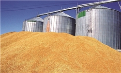 101 هزار تن گندم خوراکی در بورس کالا عرضه شد