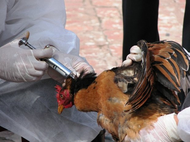 24 استان درگیر آنفلوانزای حاد پرندگان