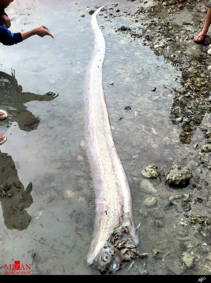 ماهی عجیب در سواحل فیلیپین(+عکس)