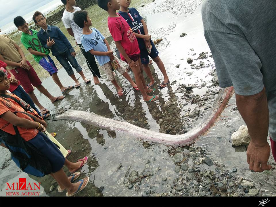 ماهی عجیب در سواحل فیلیپین(+عکس)