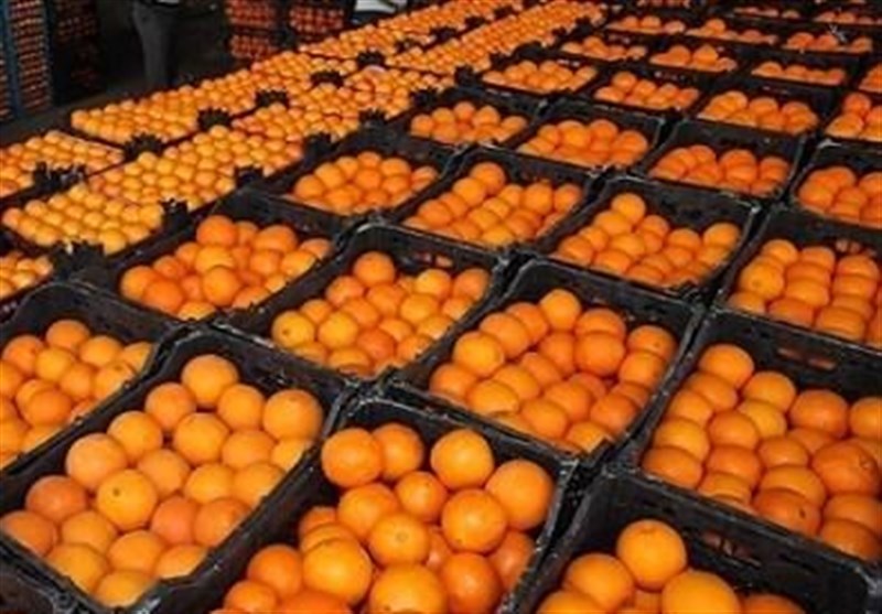 واردات دولتی 25 هزار تن پرتقال از مصر برای شب عید