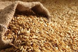 کشف 6700 تن گندم وارداتی در مراکز خرید گندم استان گلستان