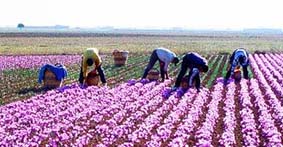 کاهش صادرات زعفران ایرانی