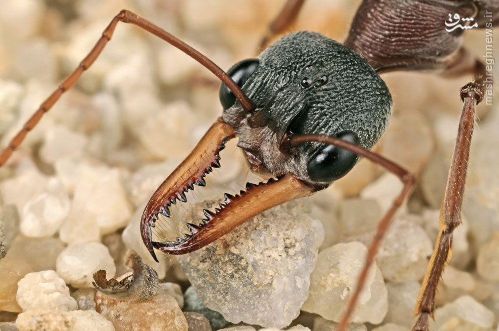 خطرناک‌ترین مورچه (عکس)