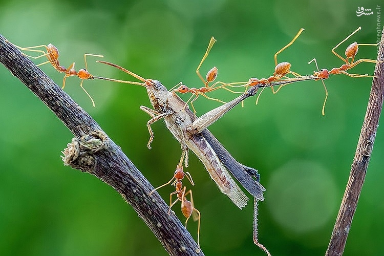 به دام انداختن ملخ توسط مورچه‌ها(عکس)