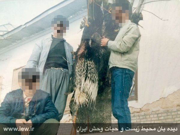 قاتل حیات وحش ایران دستگیر شد