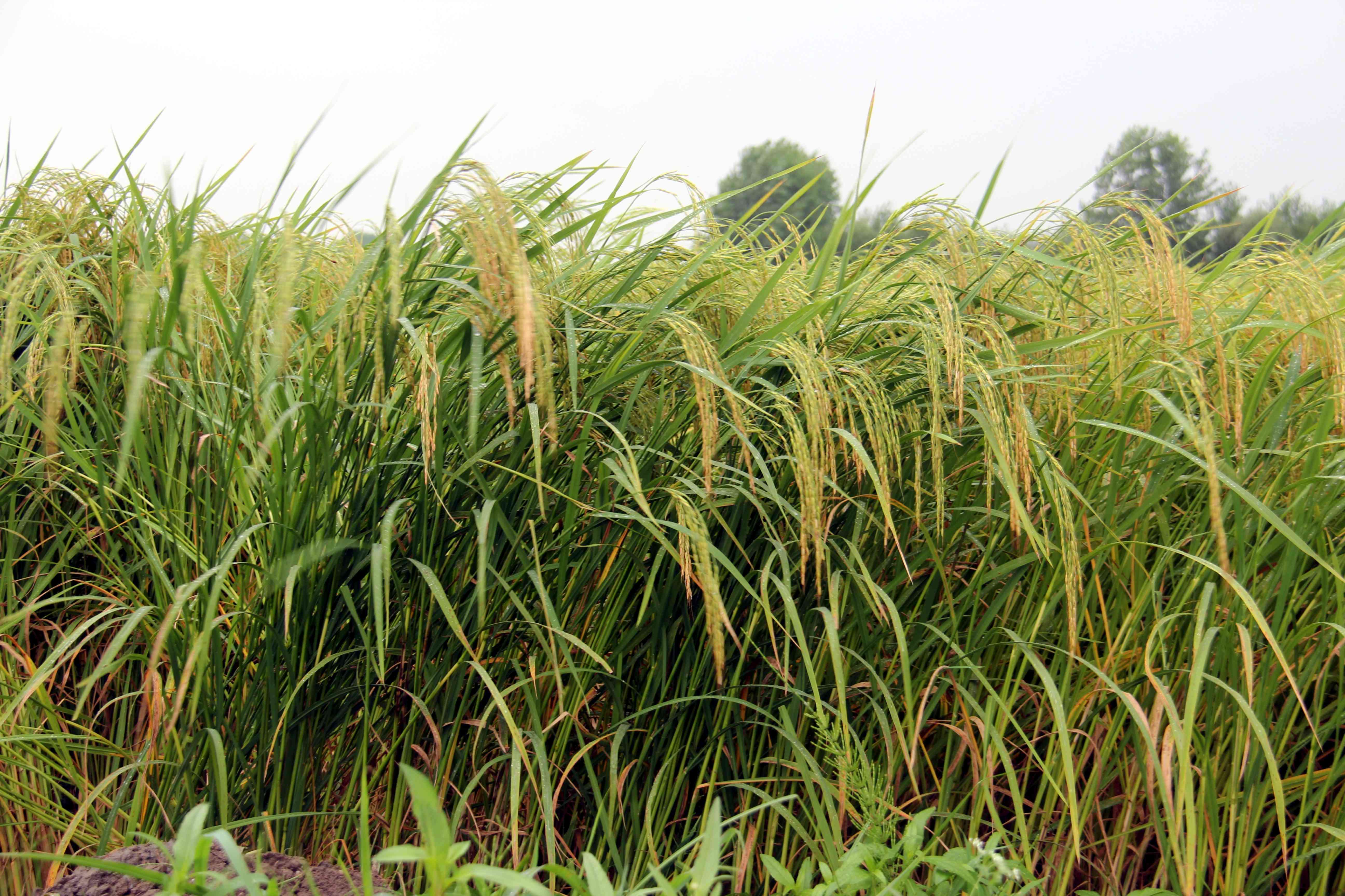 پیش بینی تولید2.3میلیون تن برنج درسال جاری