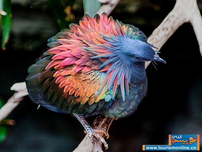 نیکوبار؛رنگی ترین کبوتر دنیا(+عکس)