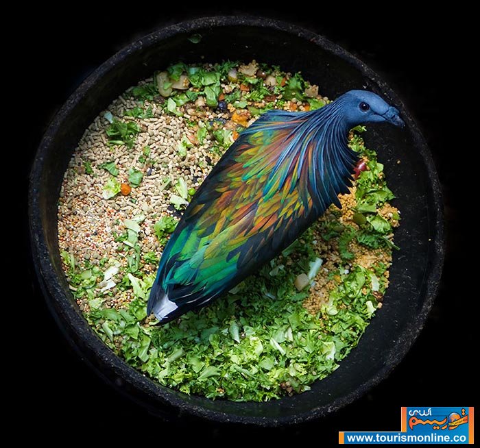 نیکوبار؛رنگی ترین کبوتر دنیا(+عکس)