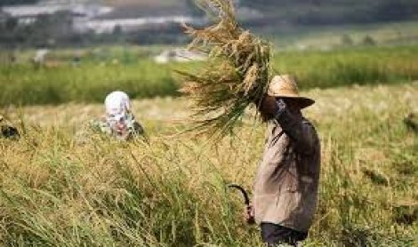 بی‌نیازی از واردات با کاهش مصرف برنج