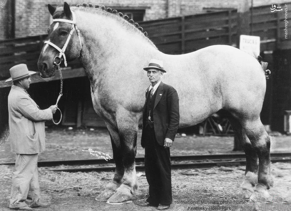 بزرگترین اسب جهان (عکس)