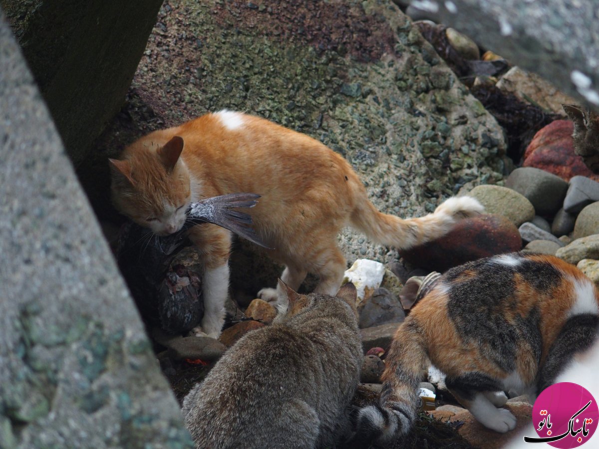 جزیره گربه ها در ژاپن(+عکس)