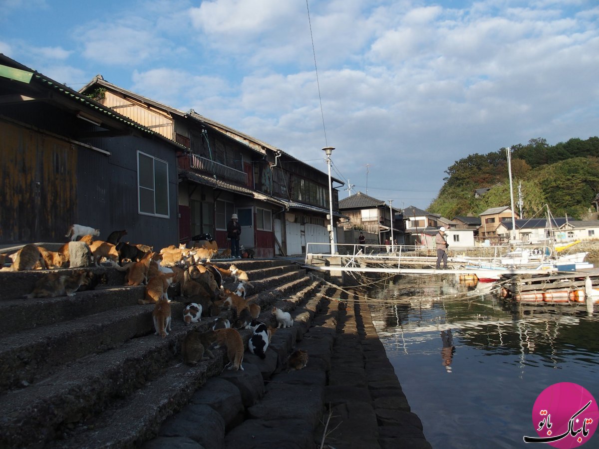 جزیره گربه ها در ژاپن(+عکس)