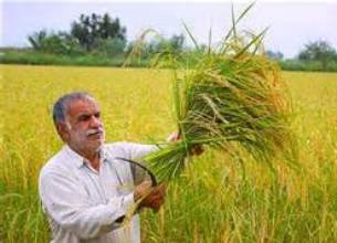 جز گیلان و مازندران هیچ استانی ظرفیت تولید برنج ندارد