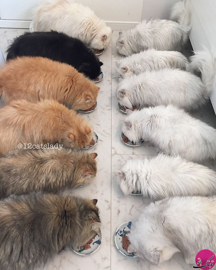 این 12 گربه ایرانی، اینستاگرام را منفجر کرده اند(+عکس)