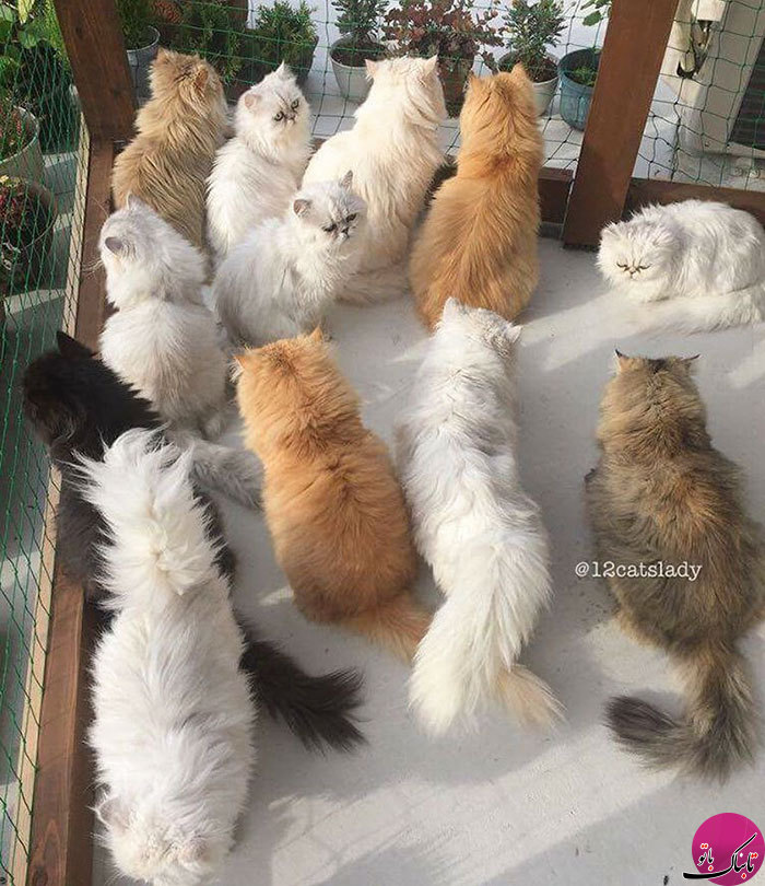 این 12 گربه ایرانی، اینستاگرام را منفجر کرده اند(+عکس)