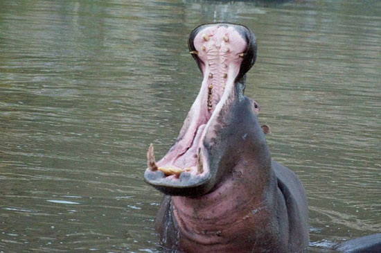 جانورانی که ترسناک ترین دهان ها را دارند(+عکس)