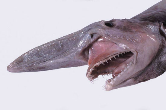 جانورانی که ترسناک ترین دهان ها را دارند(+عکس)