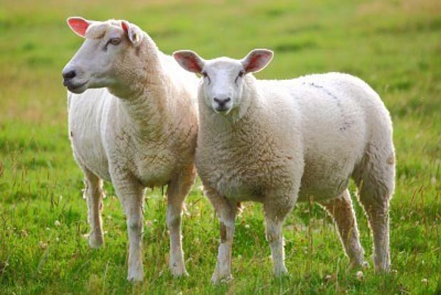 صادرات گوشت گوسفند از ایرلند به ایران