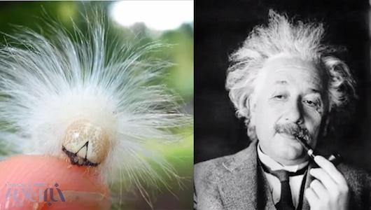 حشره‌ای به نام اینشتین! (عکس)