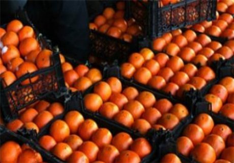 صادرات پرتقال و نارنگی در ازای واردات