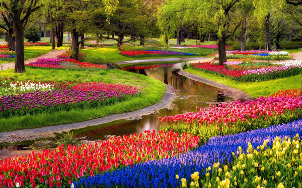 تصاویری دیدنی و از باغ گلها در هلند