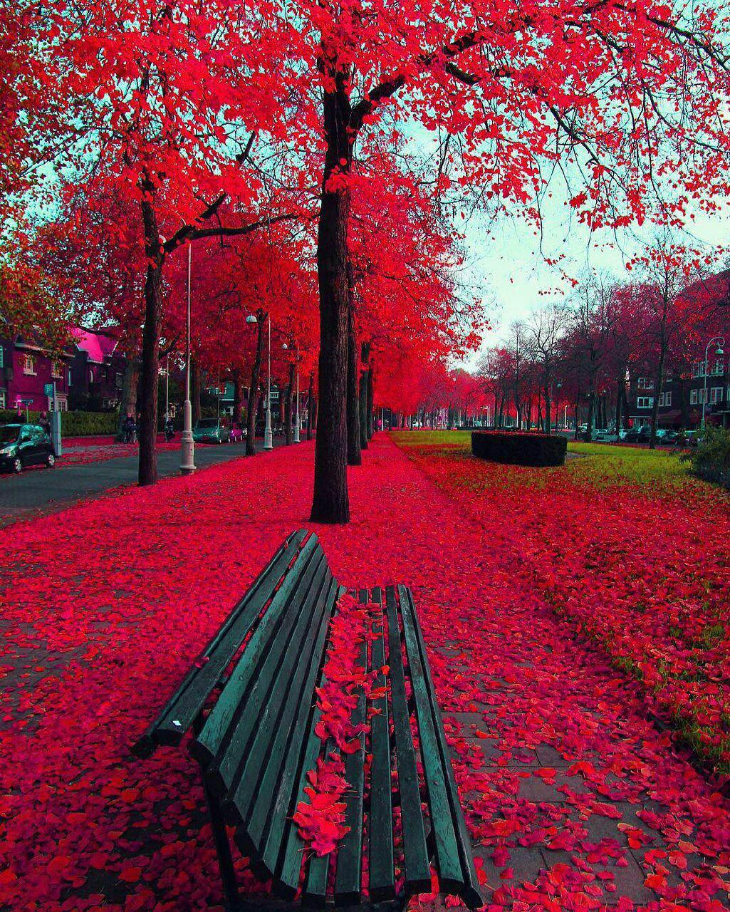 تصویری زیبا از پاییز در هلند