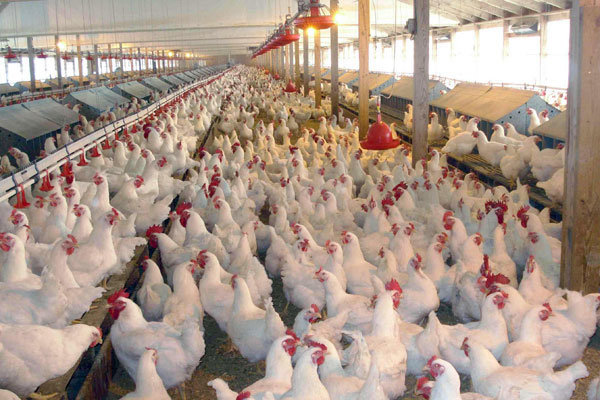 انتشار آنفلوآنزای مرغی در 5 استان کشور