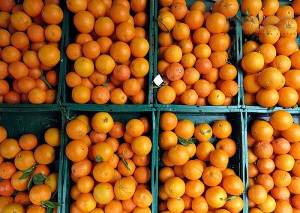 نارضایتی مردم از پرتقال‌های وارداتی