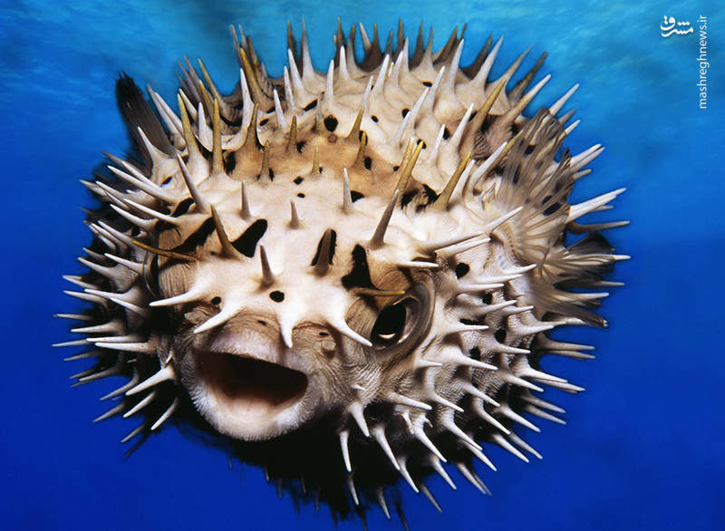 خطرناک‌ترین ماهی جهان (+عکس)