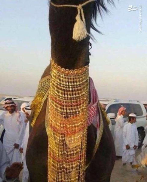 ازدواج جنجالی دو شتر در عربستان (+عکس)