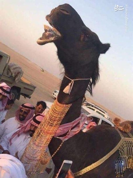 ازدواج جنجالی دو شتر در عربستان (+عکس)