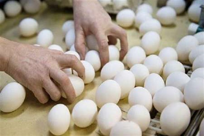 تخم مرغ کی ارزان می‌شود؟