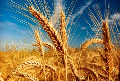 عرضه 34 هزار تن گندم در بورس کالا