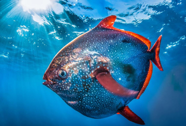 کشف نخستین ماهی خون‌گرم دنیا (+عکس)