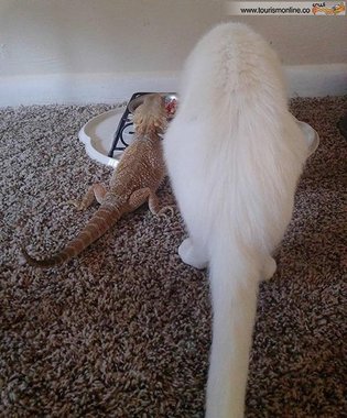 دوستی مارمولک اژد‌ها با بچه گربه سوژه شد (+عکس)
