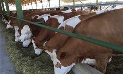 علت افزایش قیمت شیرخام و گوشت قرمز