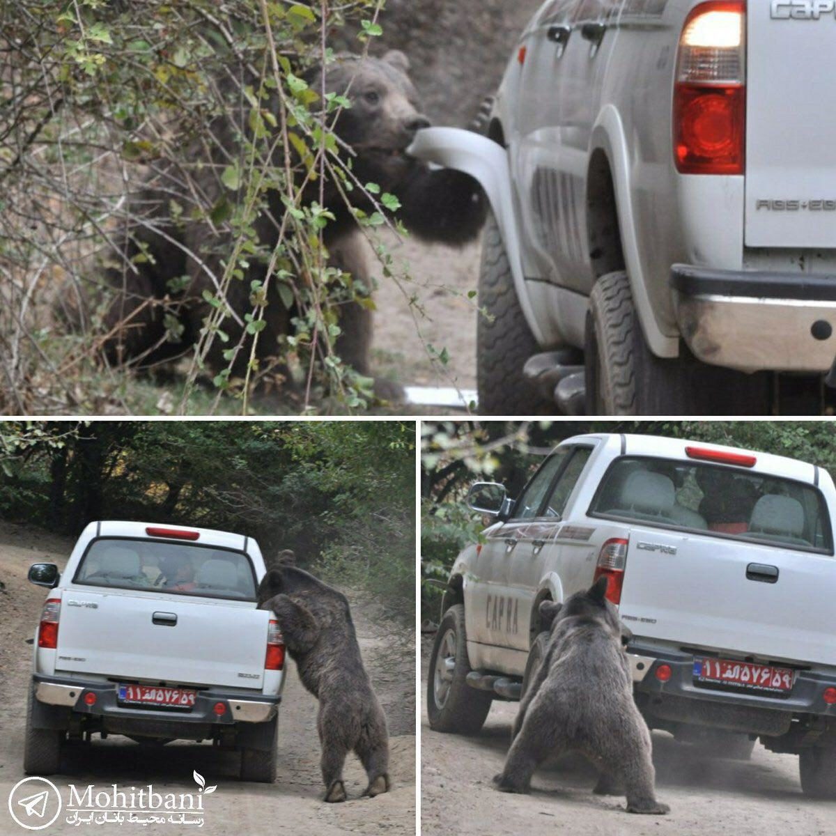 حمله خرس خشمگین به خودروی محیط بانی در صالح آباد کلاله (عکس)