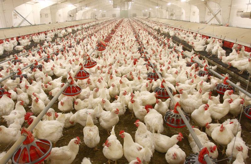 آنفلوآنزای مرغی از ایران پر کشید