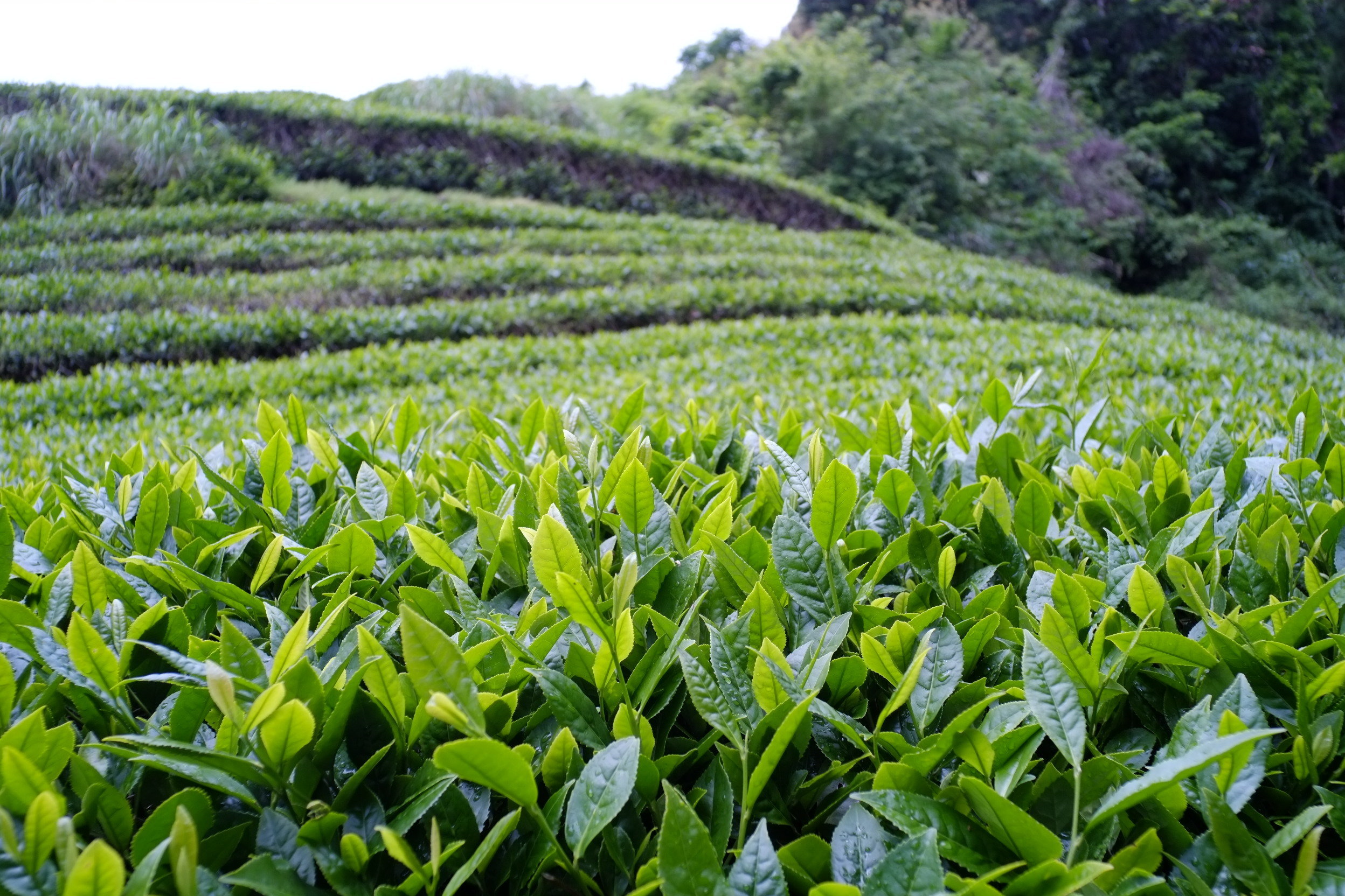 خرید برگ سبز چای از مرز 17 هزار تن گذشت