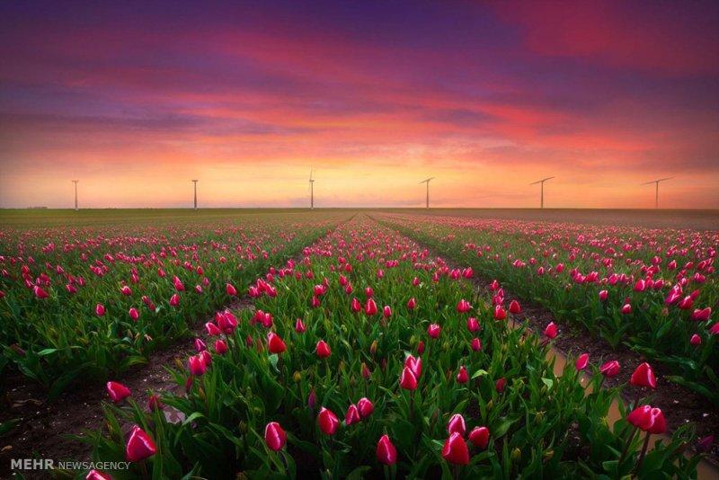 مزارع چشم نواز گل های هلندی (عکس)