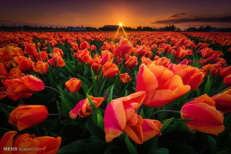 مزارع چشم نواز گل های هلندی (عکس)