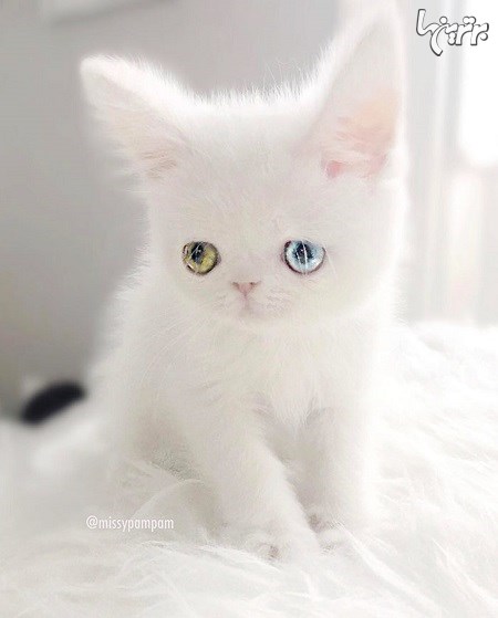 چشمان این گربه شما را جادو می کند+عكس