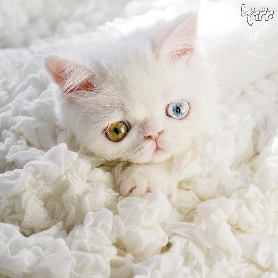 چشمان این گربه شما را جادو می کند+عكس
