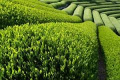 افزایش تولید چای ایرانی/ کاهش 12 درصدی واردات چای خارجی