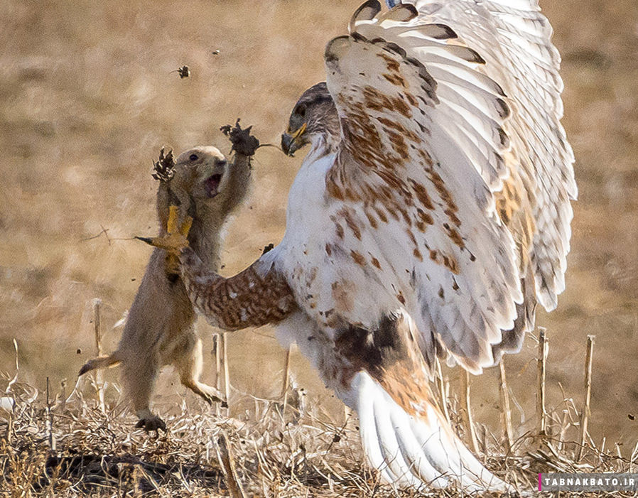 تصاویر جالب از مبارزه ی میان حیوانات